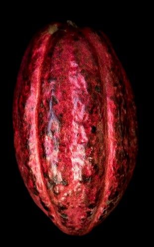 Cacao Pod, Cacao Fruit, Giant Vegetable, Chocolate Labels, Chocolate Fan, Growing Fruit Trees, Cacao Chocolate, Food Art Photography, Cash Crop