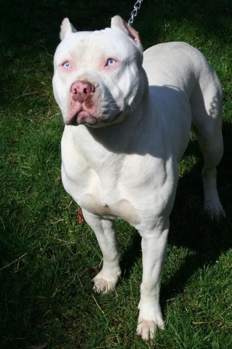 Male white pitbull dog All White Pitbull, White Pitbull Puppies, Puppies With Blue Eyes, Pit Puppies, White Pitbull, Pitbull Dog Breed, Bully Breeds Dogs, Scary Dogs, Bully Dog