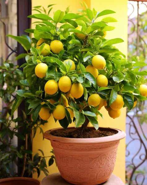 Indoor Lemon Tree, Lemon Plant, Lemon Seeds, How To Grow Lemon, Tattoo Plant, Seedling Pots, Planting Pot, Lemon Tree, Growing Tree