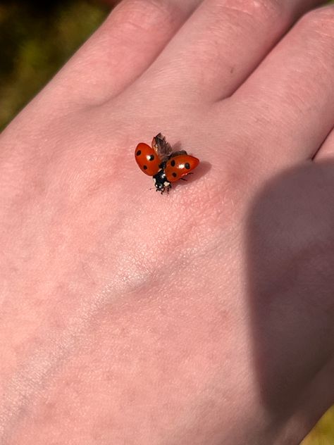 Bug Pictures, Ladybug Bug, Cute Ladybug, Ladybugs Aesthetic, Ladybug Astethic, Ladybug Aesthetic, Lady Bugs, Bug Aethstetic, Lady Bird Aesthetic Bug