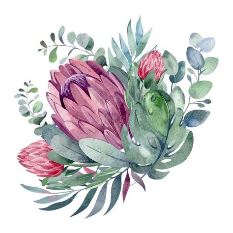 Watercolor sets of plants and flowers of protea and eucalyptus royalty free stock photos Succulents Wall, Protea Art, Protea Bouquet, Purple Leaves, Succulent Wall Art, Protea Flower, Watercolor Vintage, Watercolor Card, Nordic Poster