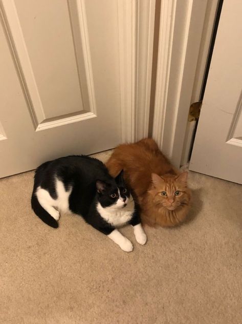 Facts You Should Know About Fat Tuxedo Cats Black Cat X Orange Cat Couple, Orange Tabby And Black Cat, Orange Cat And Tuxedo Cat, Two Cats Sitting Together, Two Cats Together, Tuxedo Cat Aesthetic, Cats Sitting Together, Black And Orange Cat, Cute Cat Pics