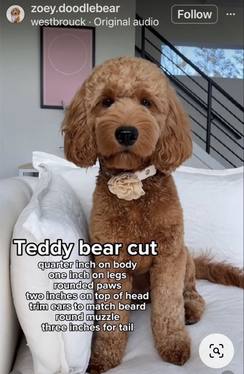 Cockapoo Grooming, Labradoodle Haircut, Doodle Cuts, Mini Sheepadoodle, Labradoodle Grooming, Goldendoodle Haircuts, Puppy Things, Goldendoodle Grooming, Puppy Haircut