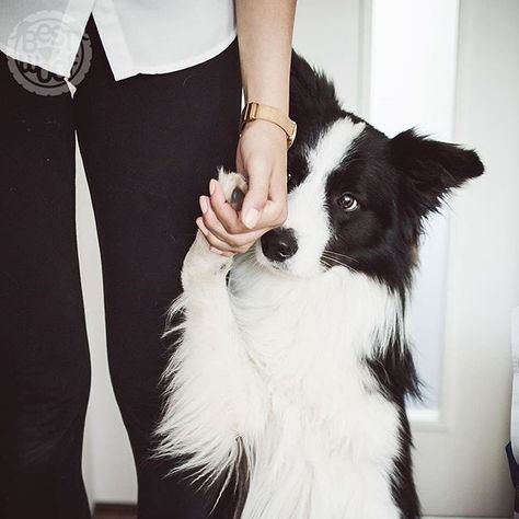 14 Interesting Border Collie Facts That Will Surprise You | PetPress Border Collie Puppy Training, Border Collie Facts, Farm With Animals, Border Collie Training, Border Collie Art, Funny Animals With Captions, Border Collie Puppies, Collie Puppies, Group Of Dogs