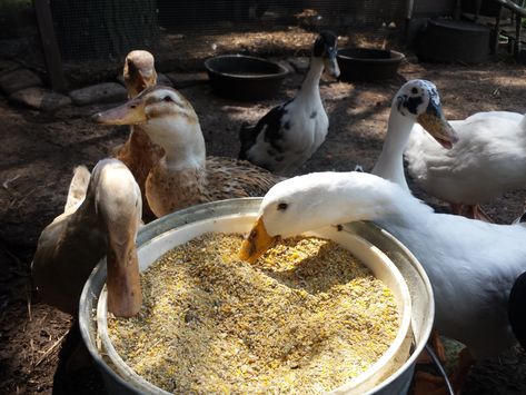 Raising Turkeys, Duck Feed, Ducks And Geese, Backyard Ducks, Chicken Flock, Duck Breeds, Duck Coop, Duck Farming, Raising Ducks