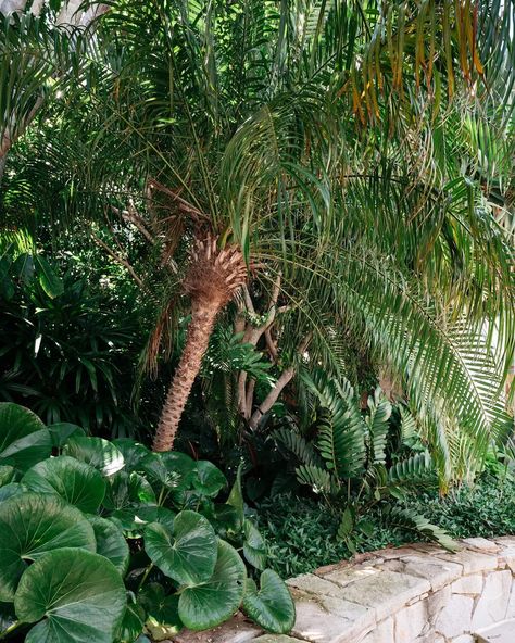 Wyer & Co. Landscape Design (@wyerandco) • Instagram photos and videos Ligularia Reniformis, Zamia Furfuracea, Phoenix Roebelenii, Jungle Landscape, Plant Palette, Fatsia Japonica, Date Palm, Courtyard Gardens Design, Plant Combinations