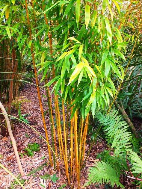 Phyllostachys aurea 'Holochrysa' (runner - keep contained) Golden Bamboo Plant, Phyllostachys Aurea, Outdoor Flowering Plants, Clumping Bamboo, Terrace Gardening, Tulsi Plant, Golden Bamboo, Tropical Garden Ideas, Bamboo Care