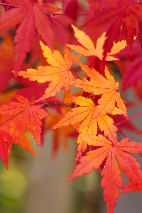 Autumn Maple Leaves, Kazuha Aesthetic, Japanese Maple Leaf, Maple Leaf Art, Cuddle Puddle, Japanese Autumn, Fall Maple Leaves, Nature Details, Summer Leaves