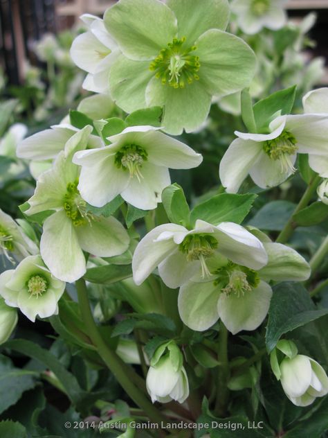 White Hellebore Flower, Hellebores Flower, White Courtyard, Christian Flowers, Green Hellebore, Black Hellebore, White Hellebore, Hellebore Flower, Shady Border