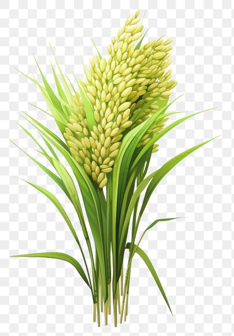 Rice Png, Rice Plant, Rice Flower, Rice Lights, Plant Png, Wheat Recipes, Rice Paddy, Puffed Rice, Rice Grain