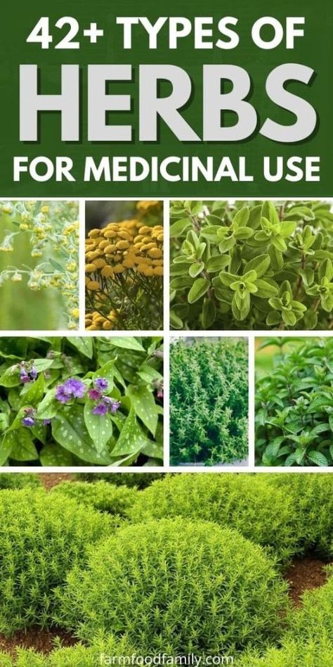 42+ Different Types of Herbs to Grow in Your Garden for Medicinal Use (Photos) 46 Herb List And Uses, Medical Flowers Medicinal Plants, List Of Medicinal Herbs, Medicine Garden Healing Herbs, Herbs Medicinal Uses, Indian Herbs For Health, Herbs To Grow In Garden, Growing Medicinal Herbs, Herbal Garden Ideas