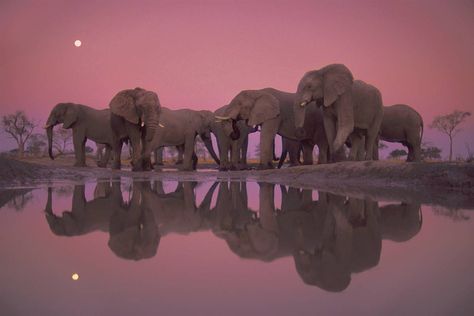 Twilight of the Giants - African elephants at twilight, Chobe National Park, Botswana, Africa [1200x800] - Imgur Frans Lanting, Chobe National Park, Elephant Wallpaper, National Geographic Photographers, Elephant Love, Wow Art, African Elephant, Pink Elephant, Nature Photographs