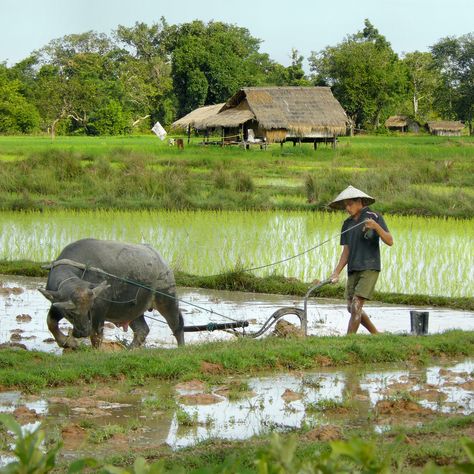 Rice Farming, Farming Technology, Village Photography, Rice Fields, Water Buffalo, Rural Life, Village Life, People Of The World, Country Life