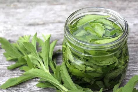 Complete Guide to Making Homemade Stevia Extract: Benefits, Methods, and Uses Leaf Health, Wine Bottle Centerpieces, Preserving Herbs, Bottle Centerpieces, Stevia Plant, Low Gi, Scary Stuff, Liquid Stevia, Make Food