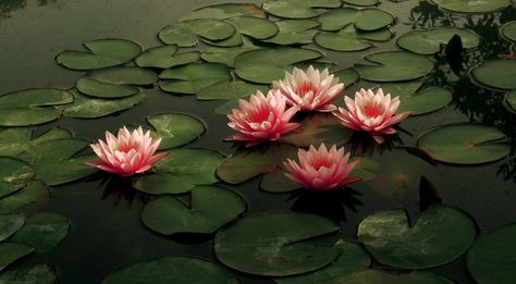 Lotus Flower Wallpaper, Art Ancien, Nothing But Flowers, Flower Therapy, Macbook Wallpaper, Jrr Tolkien, Laptop Wallpaper, Water Lilies, Ipad Wallpaper