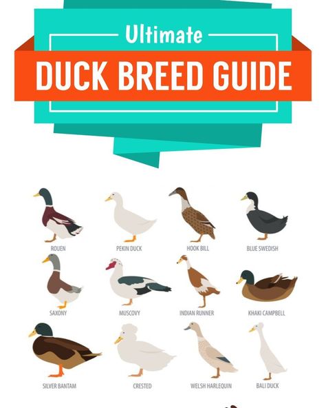 Duck Housing, Duck Identification, Geese Breeds, Types Of Ducks, Duck Feed, Pekin Duck, Duck Breeds, Best Egg Laying Chickens, Duck Coop