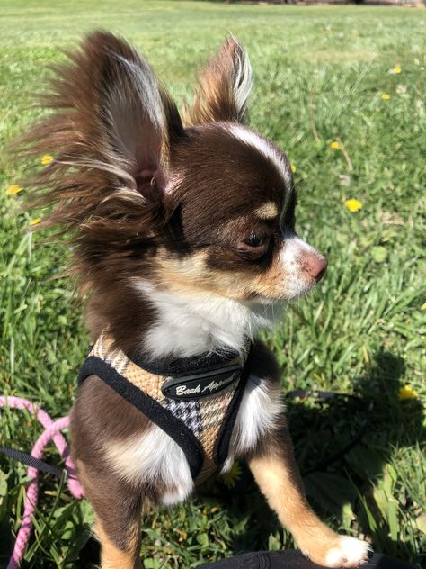 Long coat chihuahua baby :) Chichuachua Chihuahua Dogs, Long Haired Chihuahua Puppies, Long Coat Chihuahua, Psy Chihuahua, Long Hair Chihuahua, Teacup Chihuahua Puppies, Baby Chihuahua, Puppy Coats, Long Haired Chihuahua