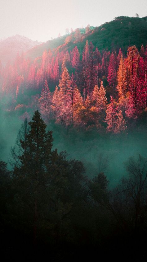 Pink Moody Aesthetic, Pink Fall Lockscreen, Pink Forest Wallpaper, Pink Autumn Aesthetic Wallpaper, Cold Autumn Aesthetic, Dark Autumn Pink, Pink Forest Background, Purple Fall Aesthetic Wallpaper, Pink Forest Aesthetic