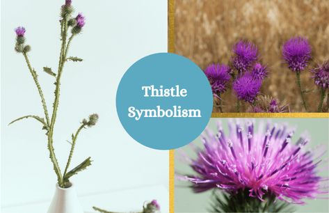 Scottish Thistle Meaning, Flower Symbols, Flower Symbolism, Scotland National Flower, Scottish Flowers, Flower Symbol, Thistle Flower, Flower Meanings, National Symbols