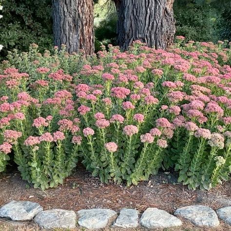 Autumn Sedum, Autumn Joy Sedum, Sedum Autumn Joy, Sedum Garden, Mike Henry, Front Flower Beds, Garden Inspo, Plant Garden, Flower Plant