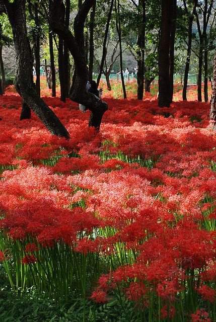 Field Of Spider Lilies, Red Lily Spider, Spider Lily Field, Spider Lillies, Red Spider Lilies, Tree Lily, Red Lilies, Spider Lilies, Red Spider Lily