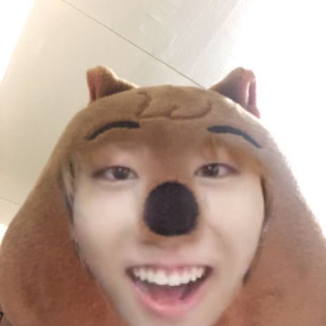 #straykids #hanjisung #pfp Quokka Pfp, Han Quokka