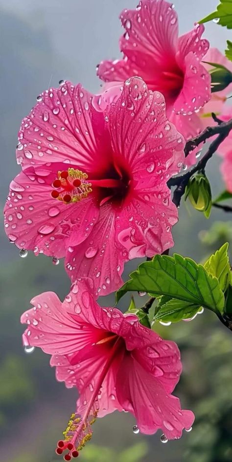 Hibiscus Flower Wallpaper, Get Fair Skin, Tomato Face, Face Home, Beautiful Flowers Images, Face Pack, Beautiful Flowers Photos, Lovely Flowers Wallpaper, Flowers Petals