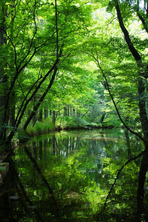 Yoshihiro Ogawa: Green shower Green Forest, Green Landscape, Green Nature, Alam Yang Indah, Green Trees, Pretty Places, Green Aesthetic, Lush Green, Nature Scenes