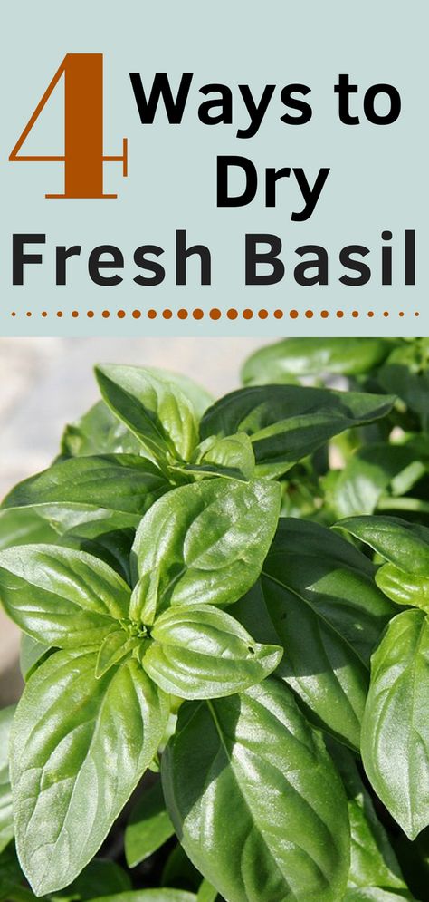 Storing Basil, Dry Basil, Drying Fresh Herbs, Dried Basil Leaves, Preserving Herbs, Basil Recipes, Garden Vegetables, Survival Gardening, Dehydrated Food