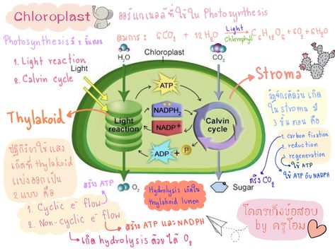 Photo Synthesis, Chem Notes, Plant Biology, Neet Notes, Light Reaction, Biology Facts, Biology Lessons, Biology Notes, Protein Synthesis