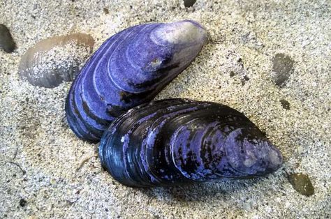 Sea Illustration Art, Blue Mussel, Lilac Painting, Mussel Shell, Environmental Change, Food Supply, Easy Diy Art, The Journal, Sea Animals