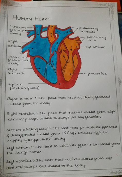 Human Heart Notes Class 10, Nephron Diagram Class 10, Science Drawing Ideas Art Projects, Heart Diagram Class 10, Human Heart Diagram, Science Diagram, Biology Diagrams, Science Diagrams, Learn Biology