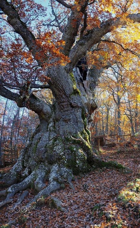 Wild Tree, Art For Walls, Weird Trees, Tree Photos, Walls Art, Old Oak Tree, Oak Forest, Giant Tree, Art Nouveau Art