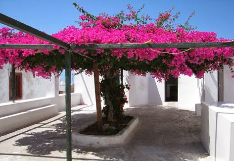 Liliana Usvat - Reforestation and Medicinal use of the Trees : The growth rate of bougainvilleas Bougainvillea Trellis, Bougainvillea Tree, Garden Vines, Pergola Patio, Bougainvillea, Tropical Garden, Beautiful Tree, Dream Garden, Garden Inspiration