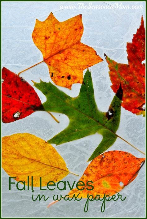 This easy project is the perfect way to enjoy the season’s beautiful weather with your kids.  Even though the temperatures have cooled off quite a bit in Central Virginia, it is still just the very beginning of autumn…which means that there aren’t very many colorful leaves on the trees yet.  When we went out for... Read more How To Press Leaves Wax Paper, Wax Paper Leaves Crayon, Leaves Wax Paper Iron, Leaves In Wax Paper, Wax Paper Crafts, Wax Leaves, Autumn Activity, Autumn Leaves Craft, Waxed Paper