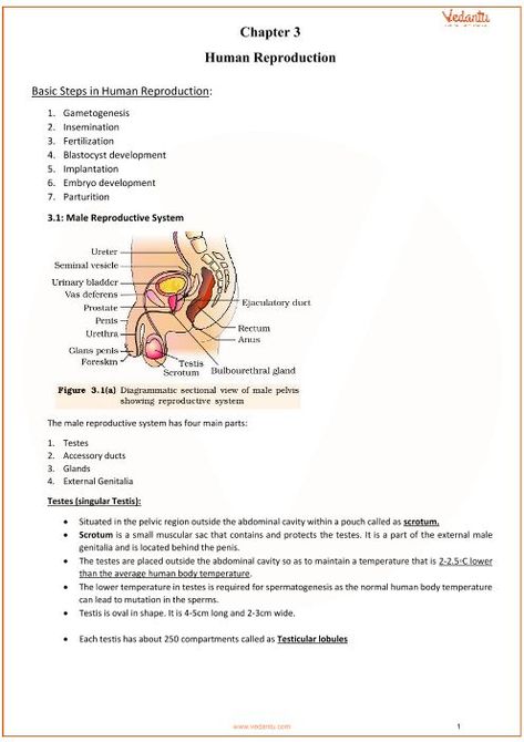 Biology Class 12, Class 12 Notes, Human Reproduction, Biochemistry Notes, Bio Notes, Biology Diagrams, Learn Biology, Biology Revision, Medical Notes