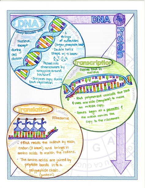 7 Fun Protein Synthesis Activities - Suburban Science Protein Synthesis Project, Protein Synthesis Poster, Protein Synthesis Notes, Proteins Biology, Protein Synthesis Activity, Radiation Physics, Dietitian Humor, Protein Biology, Genetics Activities