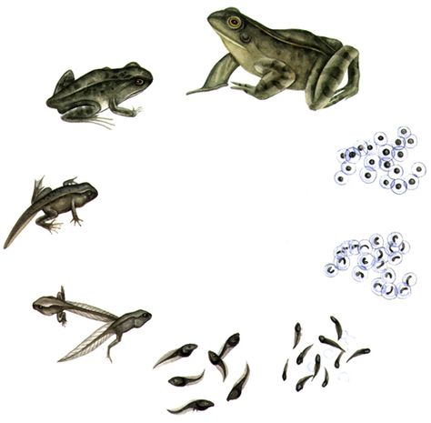 . Tadpole Life Cycle, Frog Life Cycle Printable, Common Frog, Frog Activities, Frog Life Cycle, Lifecycle Of A Frog, Photography Inspiration Nature, Frog Life, Frog Tattoos