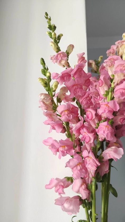 Gladiolus Arrangements, Gladiolus Flower, Boquette Flowers, Flower Guide, Flower Shower, Nothing But Flowers, Flower Therapy, Pretty Plants, Autumn Vibes