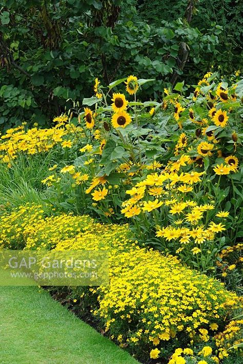 Yellow bedding scheme with Tagetes 'Lemon Gem', Rudbeckia 'Prairie Sun' and sunflowers Rice Image, Yellow Garden, Yellow Bedding, Sunflower Garden, Cut Flower Garden, Garden Show, Garden Photography, Vegetable Garden Design, Garden Borders