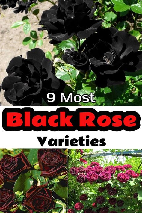 Black Rose Bush, Real Black Roses, Gothic Roses, Black Plants, Dark Purple Roses, Dark Roses, Green Gardens, Dark Garden, Garden Goals