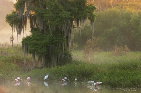 Florida Nature Photography, Wetlands Aesthetic, Florida Gothic, Florida Swamp, Antebellum South, Florida Mansion, Jungle Forest, Southern Accents, Old Florida