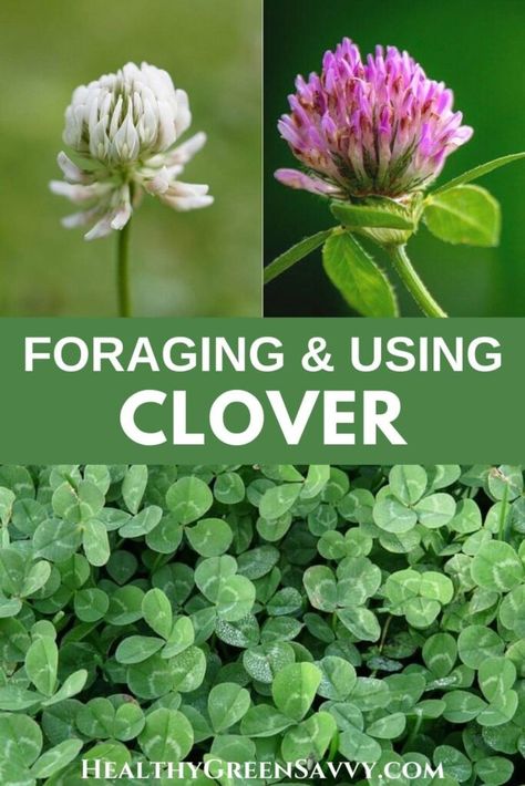 Foraging In Texas, Foraging In Indiana, Foraging Medicinal Plants, Pennsylvania Foraging, Oklahoma Foraging, Fleabane Medicinal Uses, Missouri Foraging, Clover Recipes, Forage Recipes