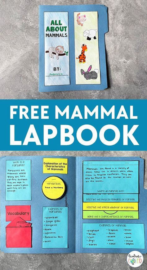 Free Mammals Lapbook + Resources About Mammals - Learn in Color Mammal Unit Study, Mammals Activities, Scientific Poster Design, Science Unit Studies, Science Printables, 1st Grade Activities, Animal Classification, Science Experiments For Preschoolers, Science Activities For Kids