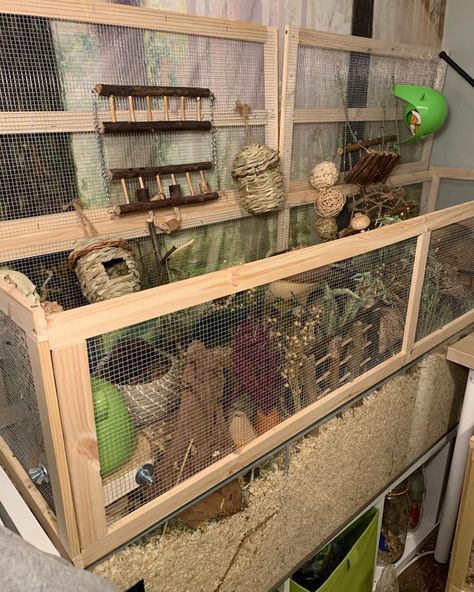 9 inches of bedding, tonnes of enrichment, climbing opportunities, hides. #mice #mouse #fancymice #fancymouse #petmice #petmouse Mouse Set Up, Pet Mouse Enclosure, Mouse Cage Setup, Mice Enclosure, Mouse Habitat, Mouse Enclosure, Fancy Mice, Ikea Detolf, Rat Care