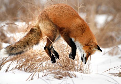 Fox Pouncing in Snow | Photo: #A fox leaps to pounce on a vole it has heard beneath the snow ... Canine Reference, Jumping Fox, Fox Images, Fox Pictures, London Home, Animal Study, Fox Art, Cute Fox, Woodland Creatures