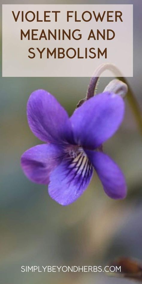 violet flowers, wild violets, violet flower tattoo, yellow violet meaning Purple Flowers Meaning, Violet Meaning Flower, Violet Symbolism, Violet Flower Meaning, Violet Meaning, Violet Flowers Bouquet, Violas Flowers, 8b Gardening, Common Violet