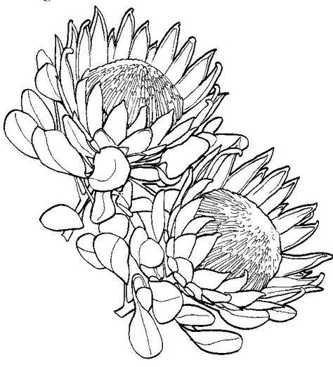 Protea Flower Drawing Sketch Coloring Page Protea Art, Protea Flower, Australian Native Flowers, Plant Drawing, Flower Coloring Pages, Flowers Art, Botanical Illustration, Art Drawings Sketches, Fabric Painting