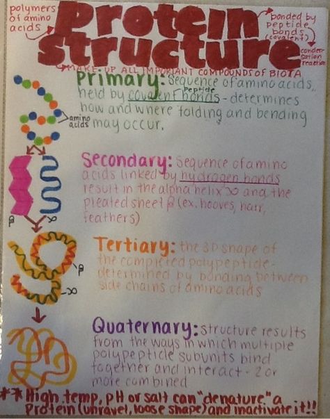 Protein Structure Carbohydrates Biology, Human Cell Structure, Protein Biology, Protein Structure, Pancakes Protein, Biochemistry Notes, Learn Biology, Chemistry Projects, Biology Projects