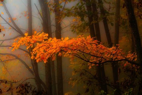 Orange Forest, Tree Photography, Orange Tree, Pumpkin Theme, Fall Scents, Best Seasons, Autumn Beauty, Seasons Of The Year, Autumn Trees